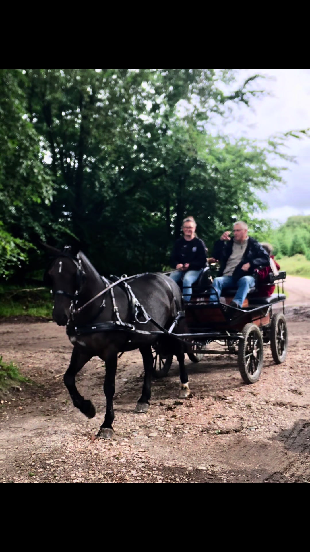 @Dartmoor Carriages