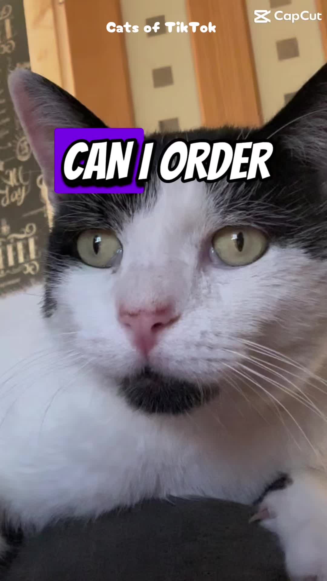 @crazycatladyxfour