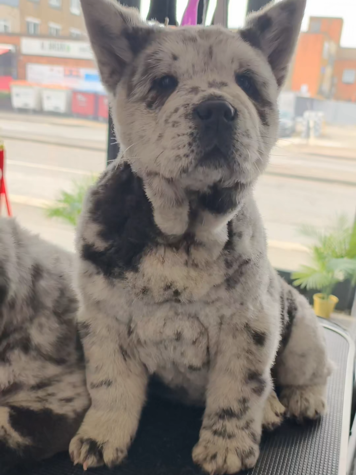 @Tank The Chow Chow