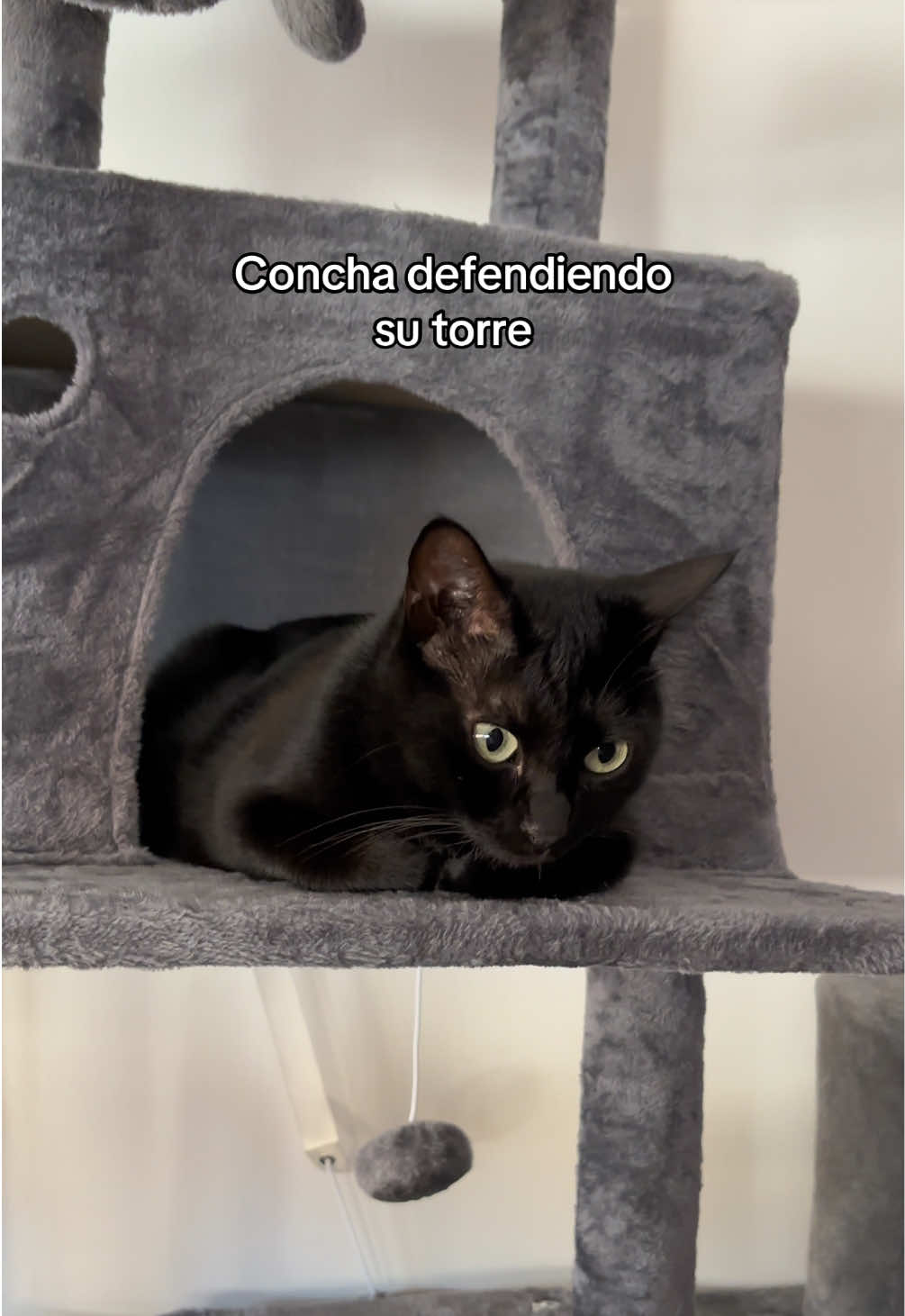 @BlackCatsMatter