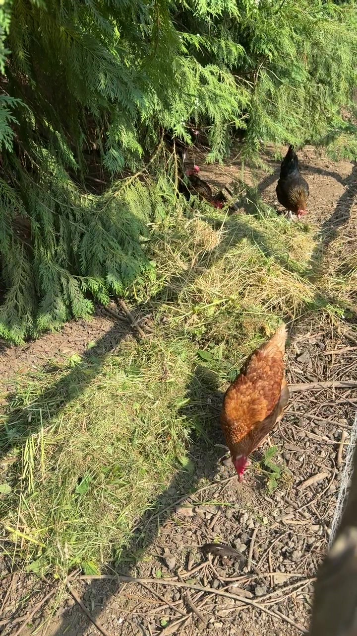 @Welsh Chicken Ranch