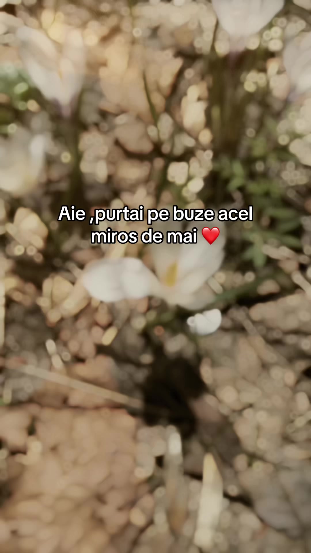 @mirela.raileanu