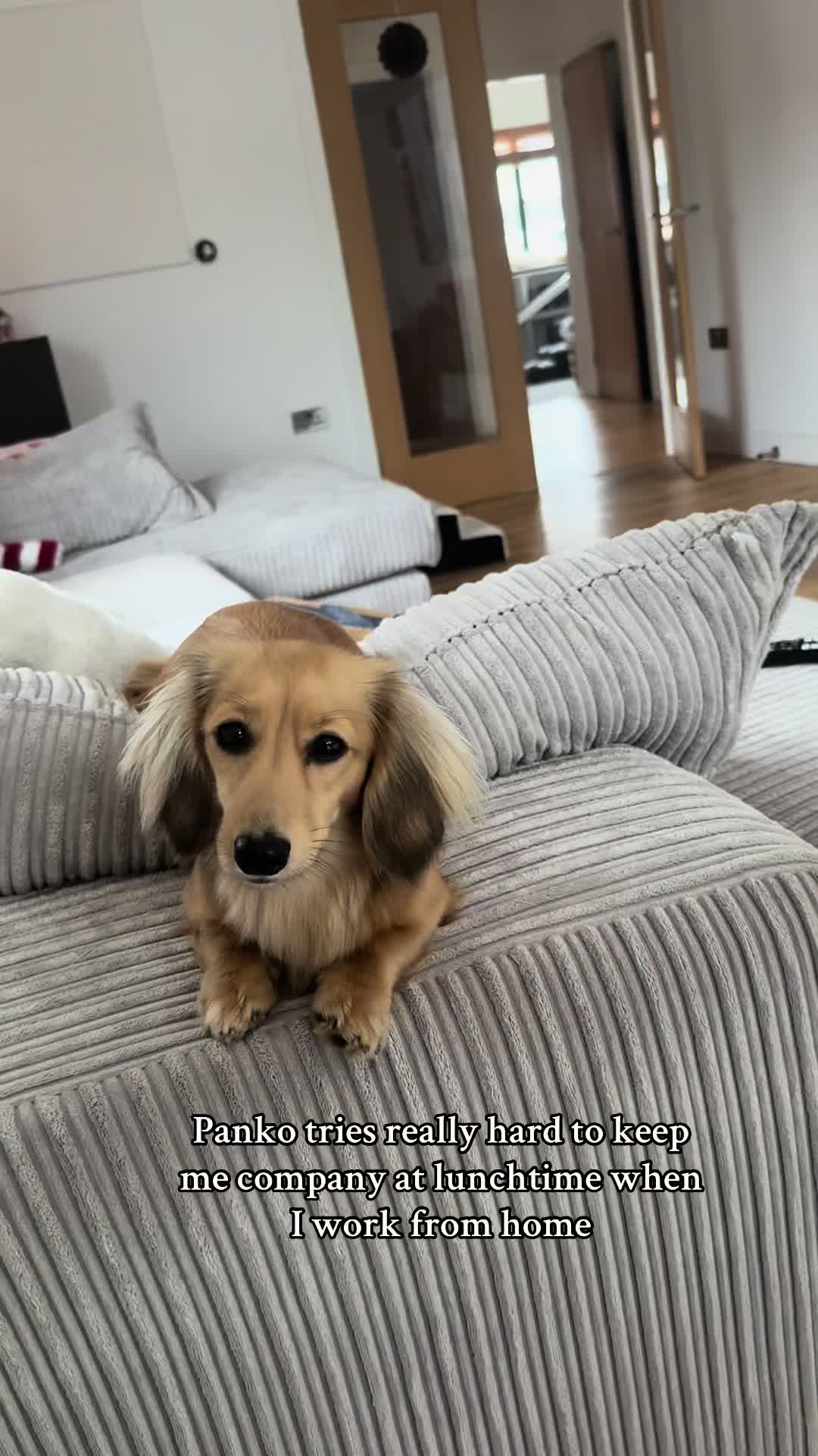 @sausagedogsisters
