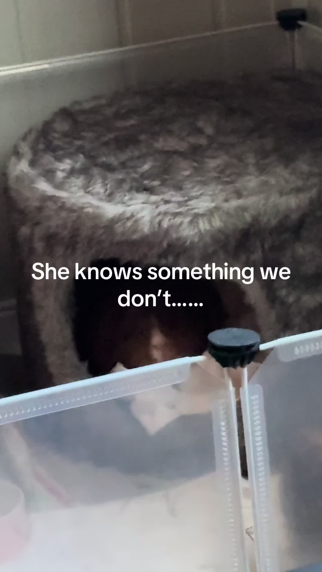 @Thatgirl⦻🐈⬛⦻