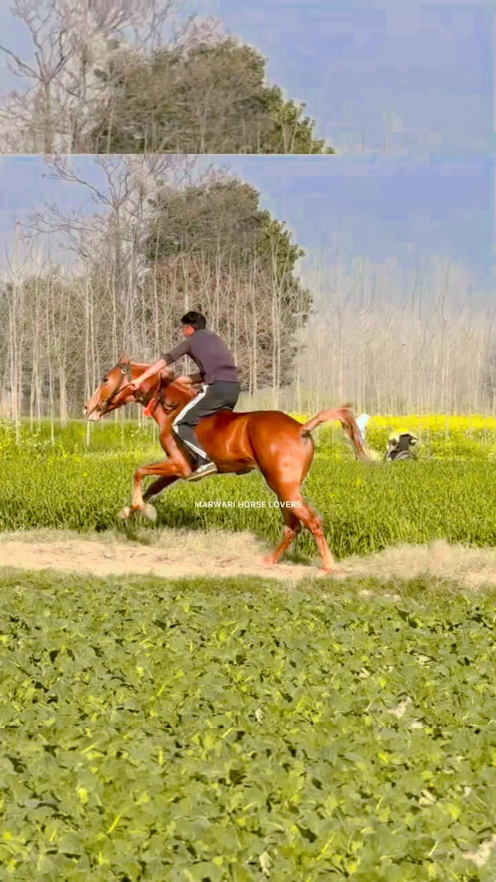 @🏇 MARWARI HORSE RACING 🏇