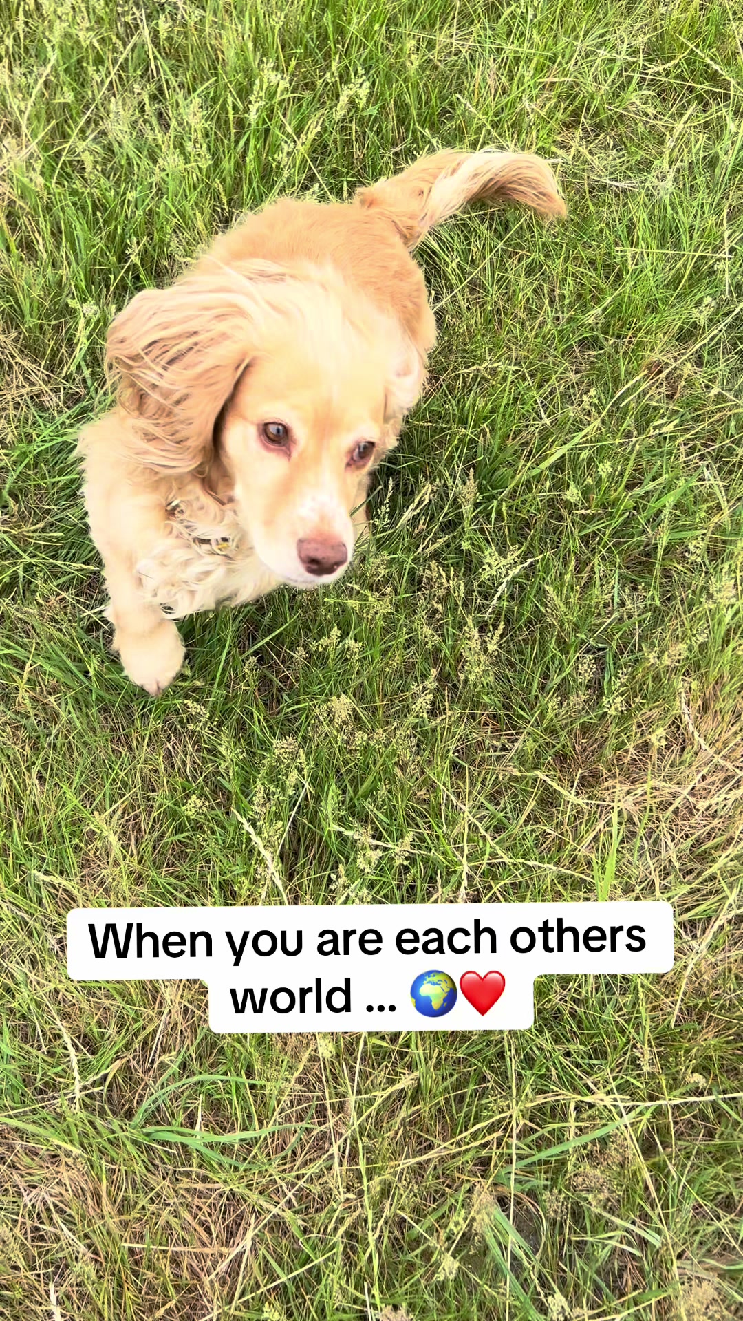@Pipstar 🐕🦺