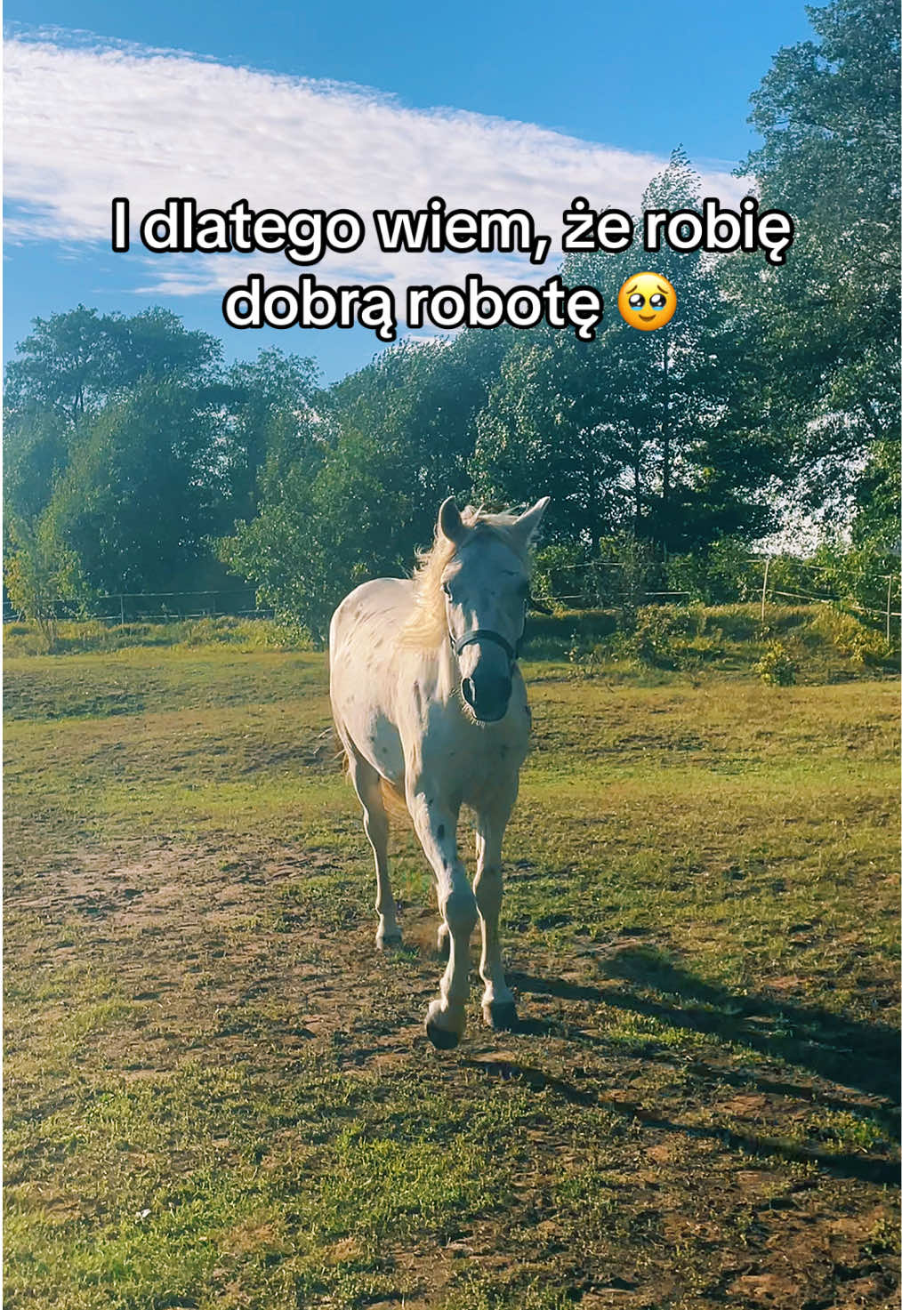 @WS_Trener_Koni_Jeźdźców