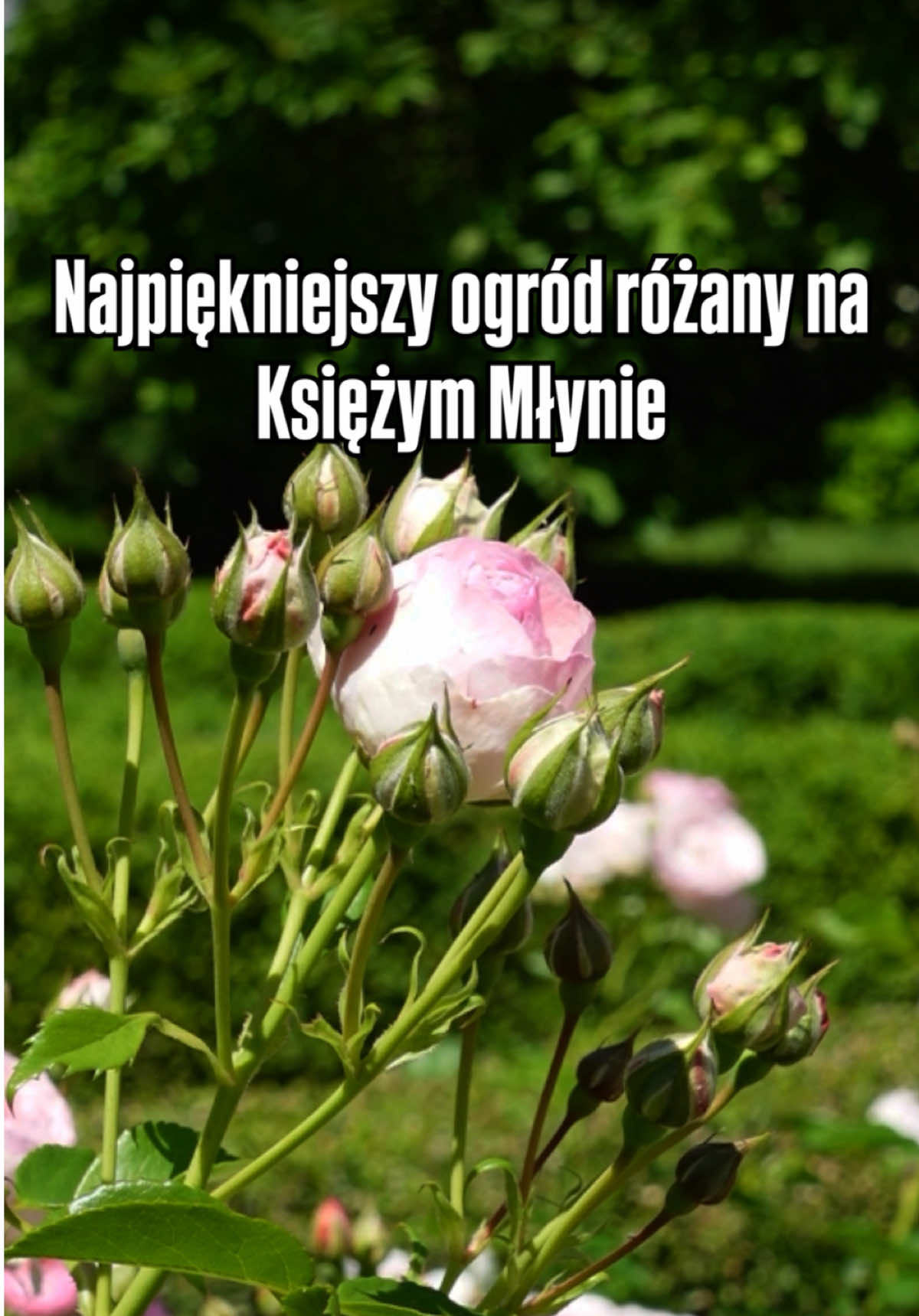 @Zwyczajna z Łodzi
