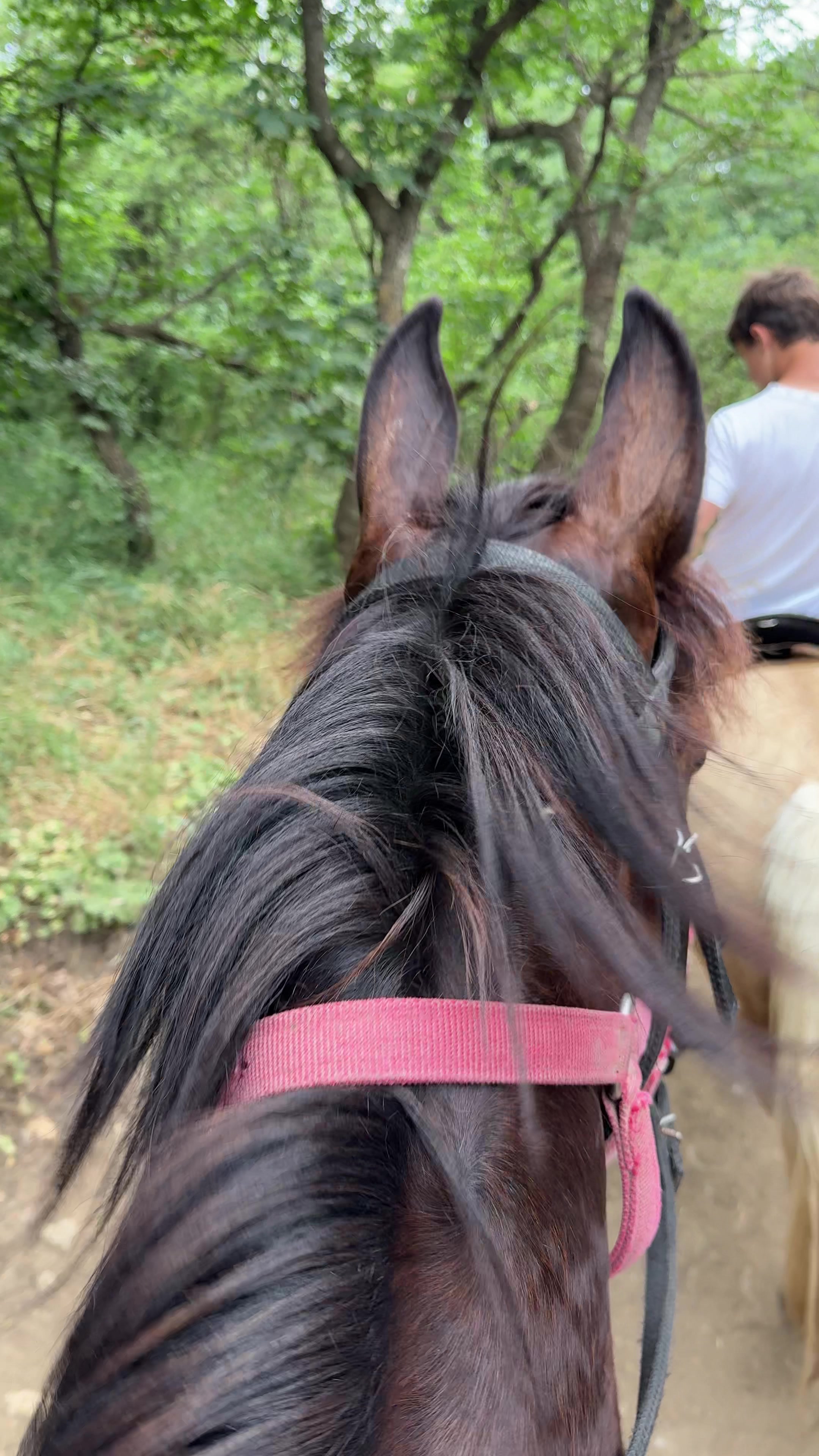 @horselek