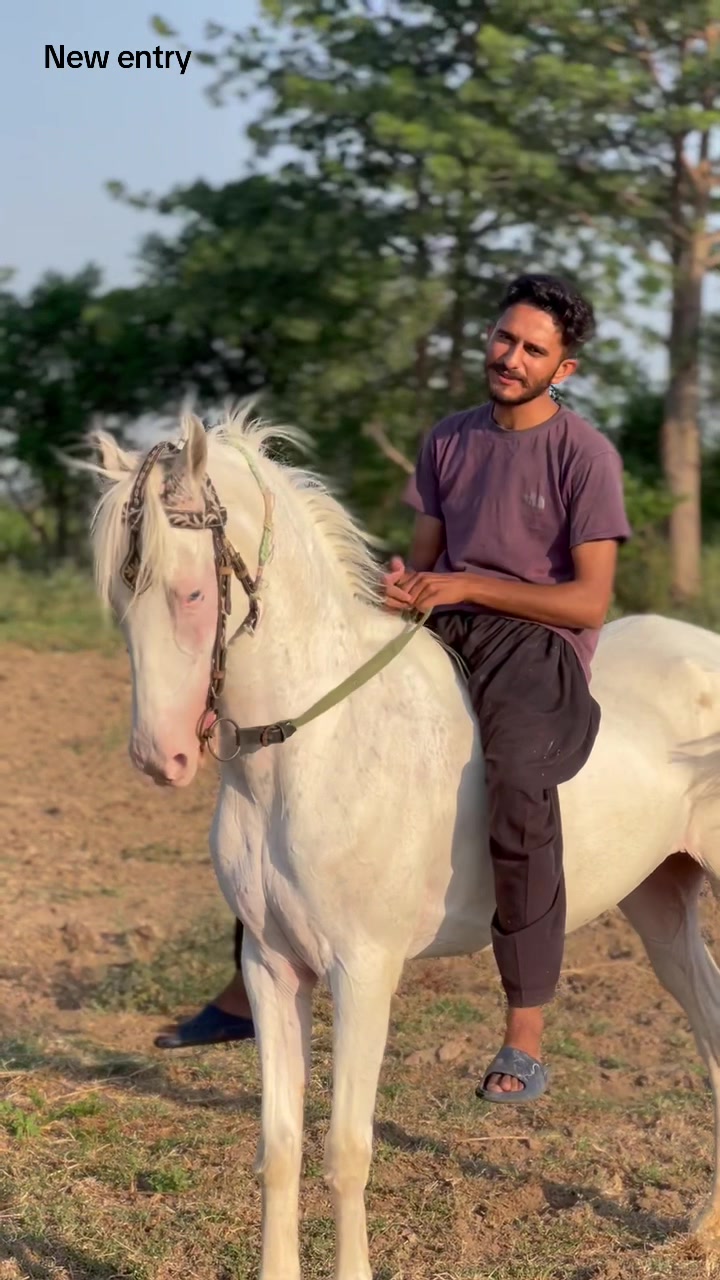 @Ch Hammad bokan ♥️🐎