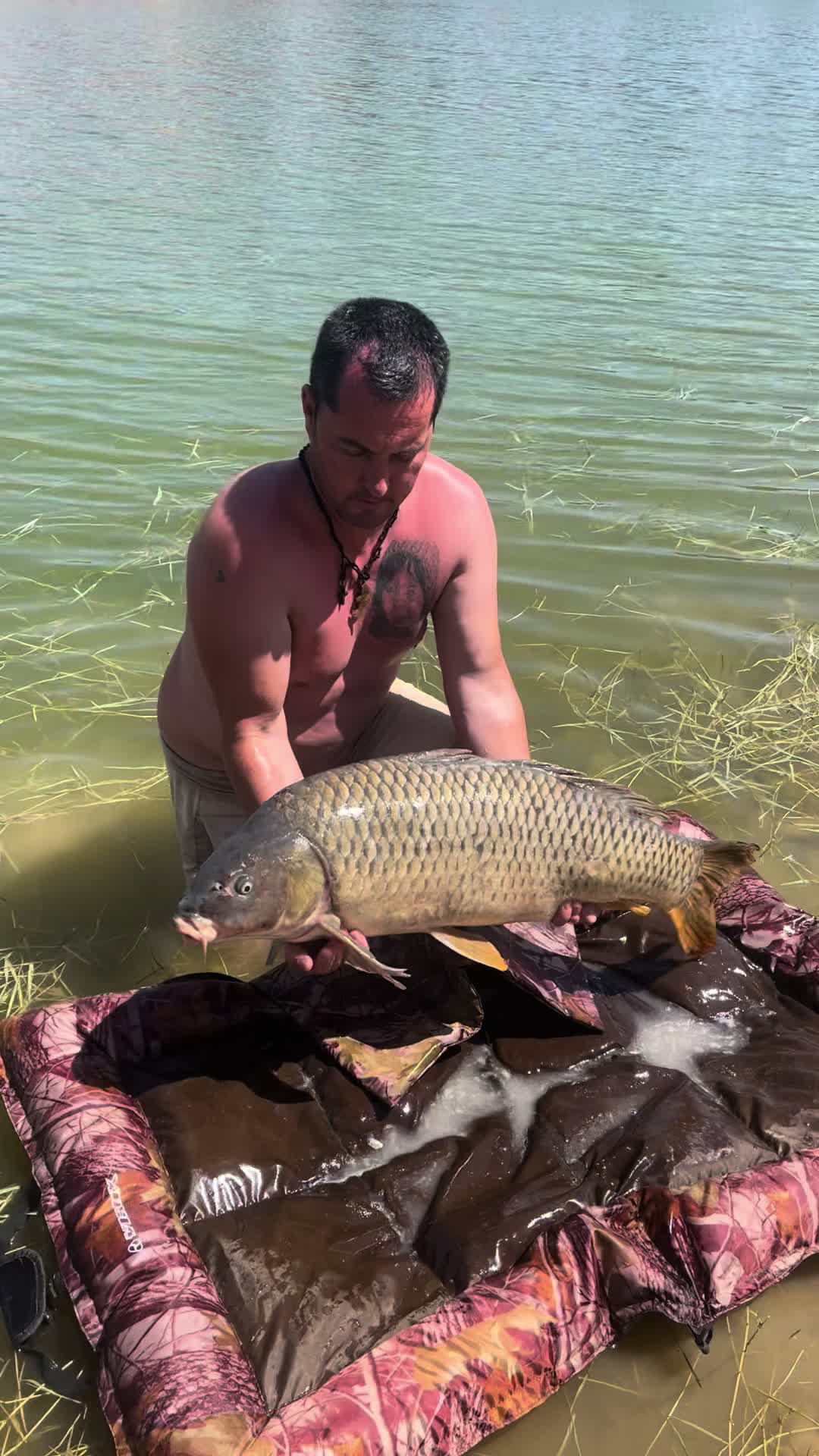 @Royal carp 🐟🐟🤩💪