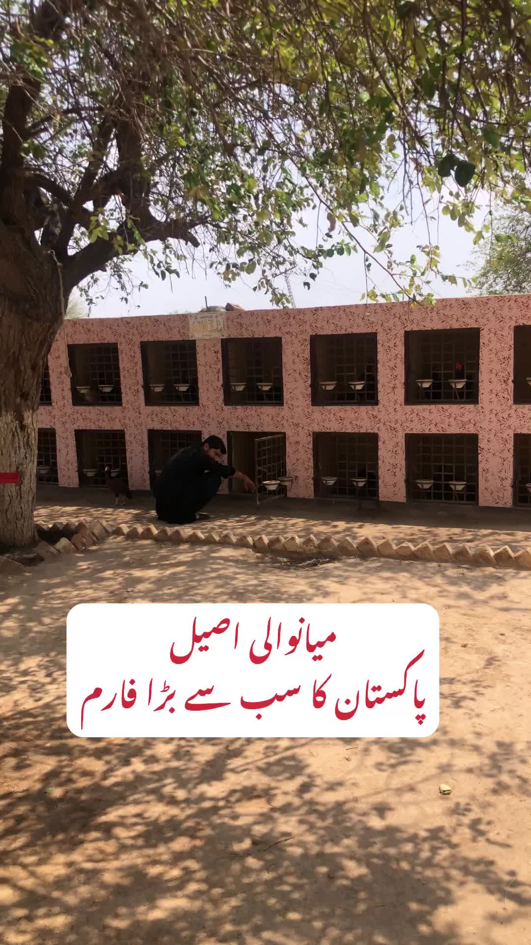 @Poultry Markaz