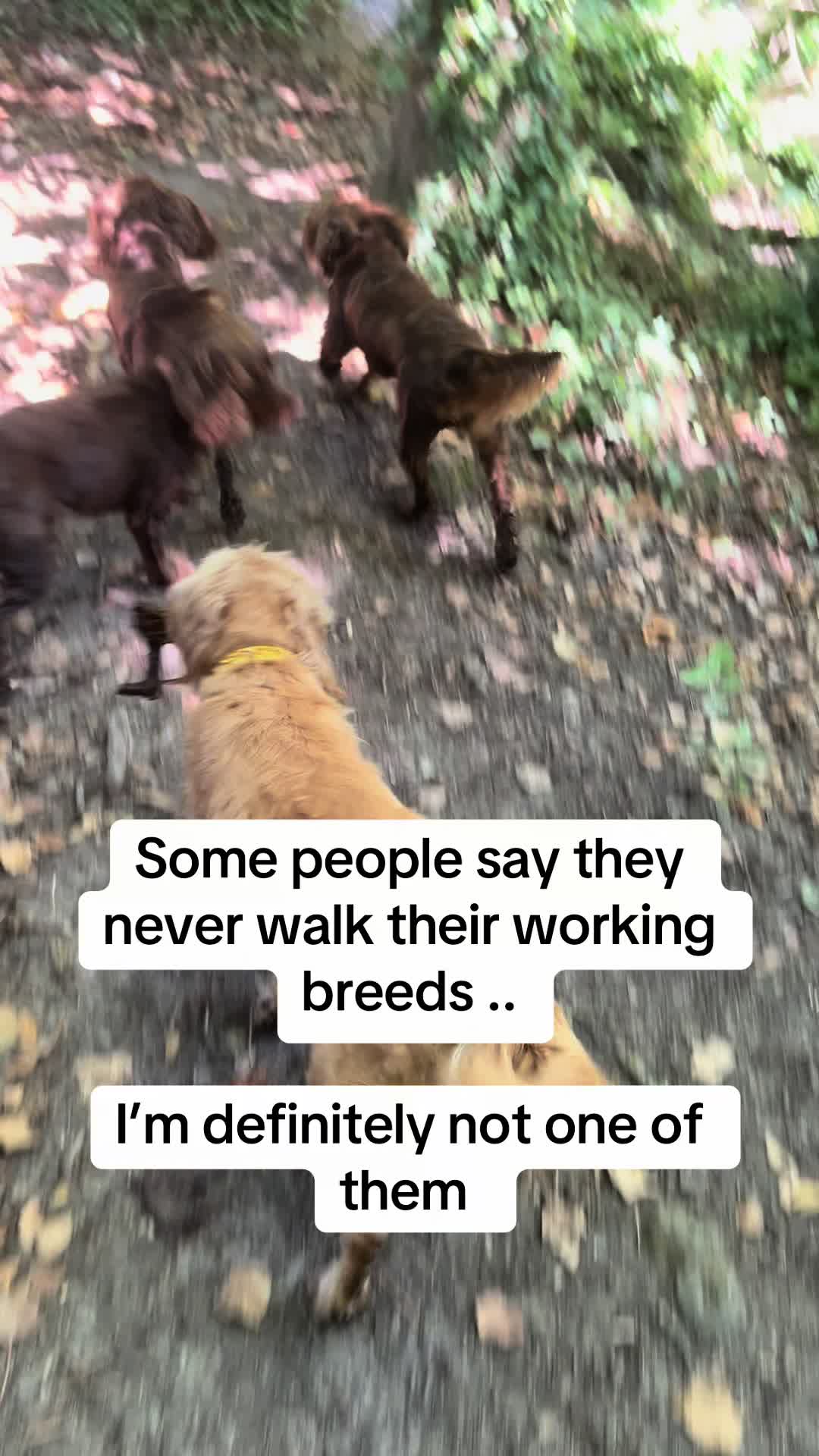 @Pipstar 🐕🦺