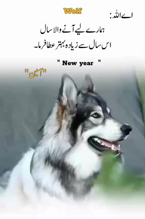 @Wolf 🐺