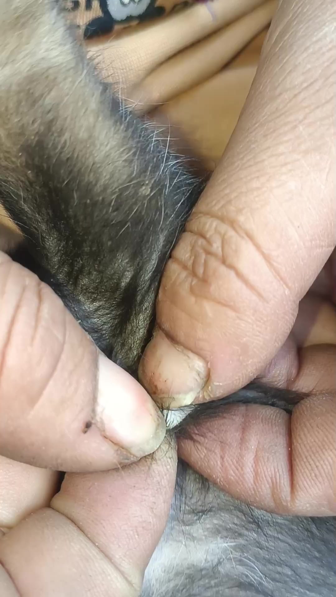@LiceHack94