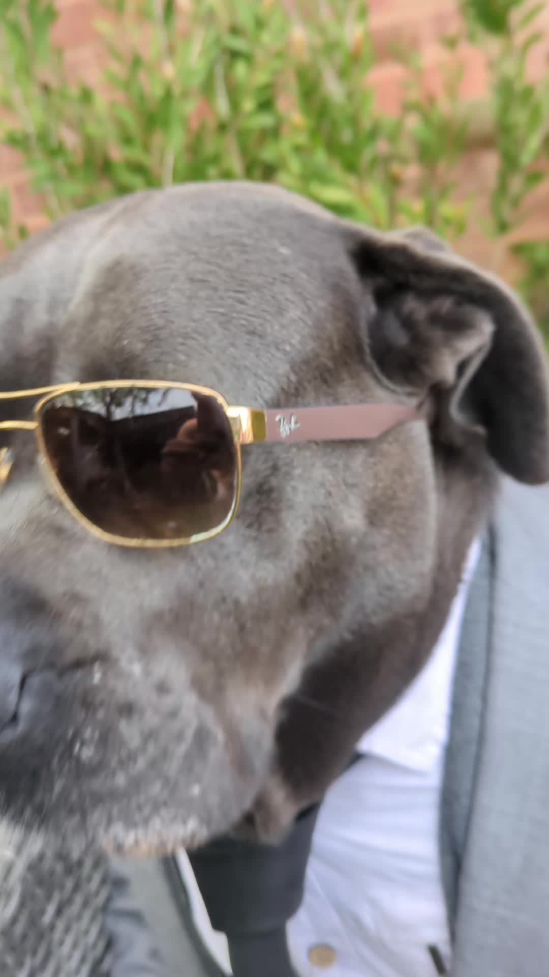 @mist_the_canecorso