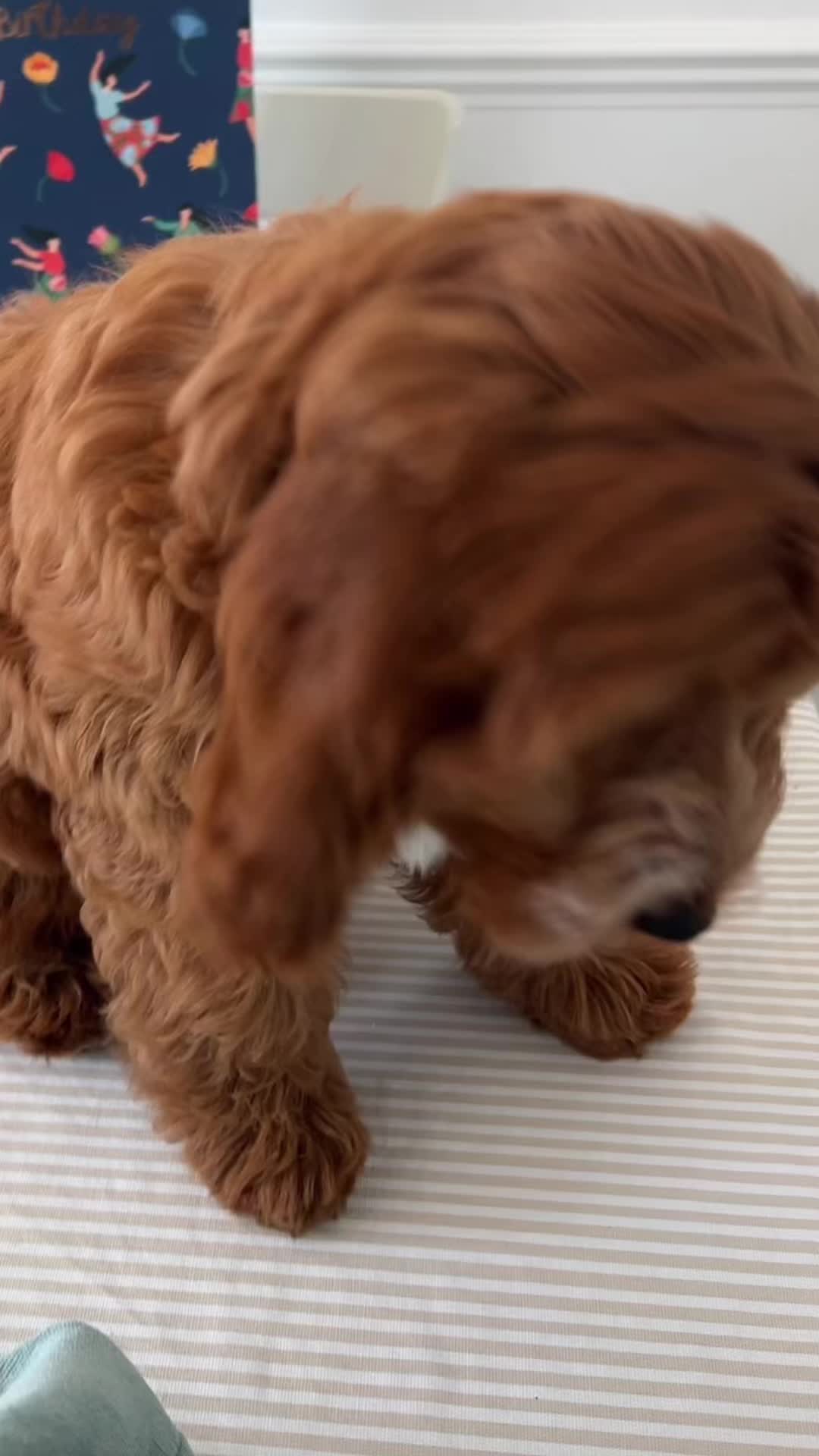@maggiemoooo