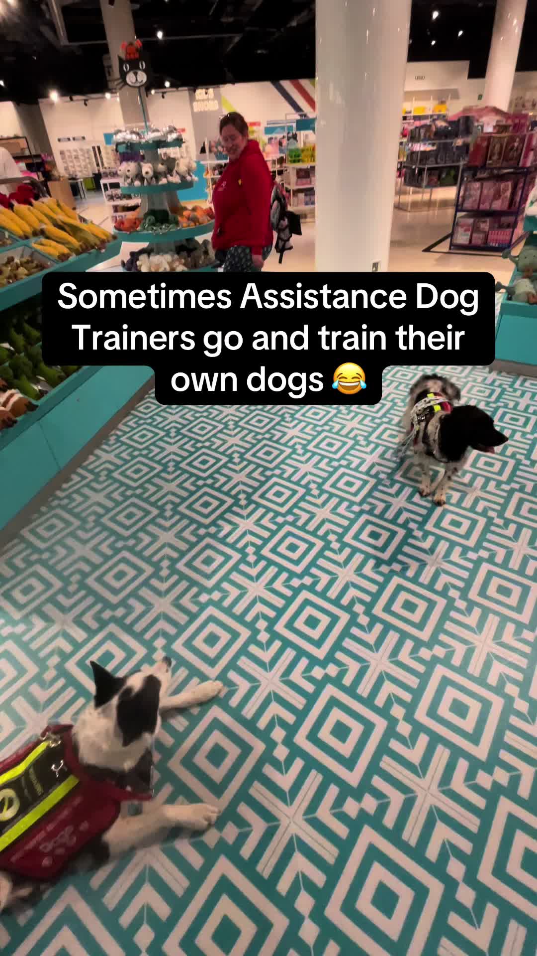 @Infinity Dogs CIC