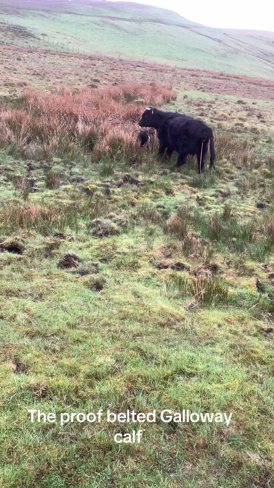 @Highland Coo Clan