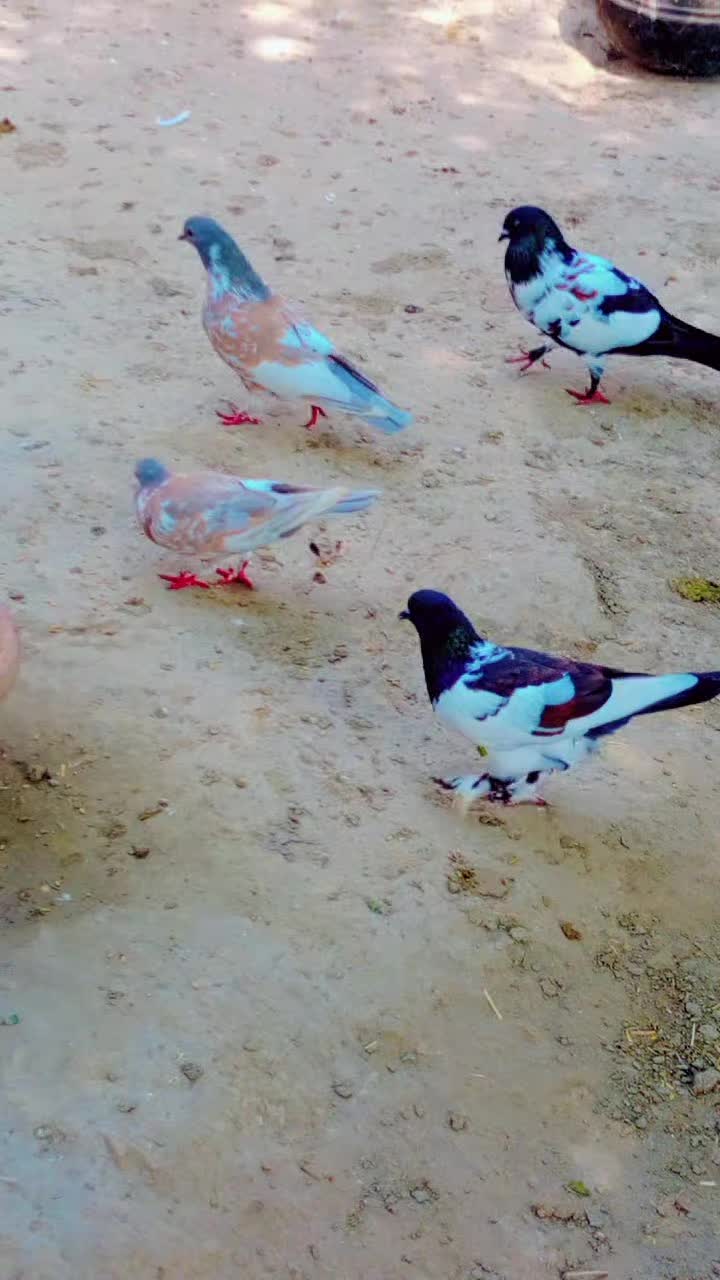 @best Birds912