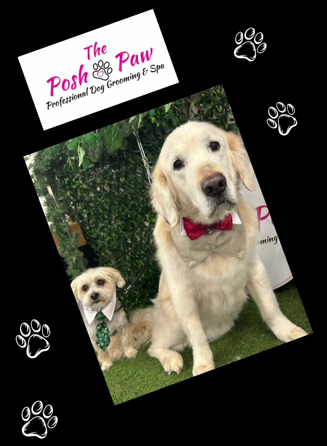 @The posh paw