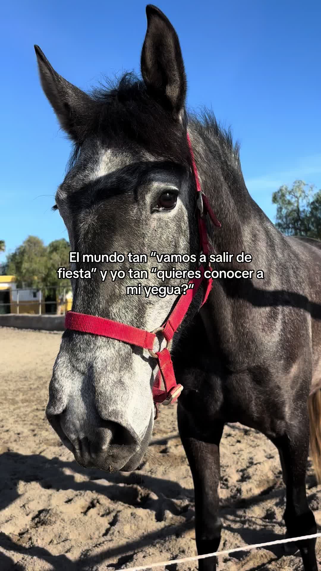@Ana
