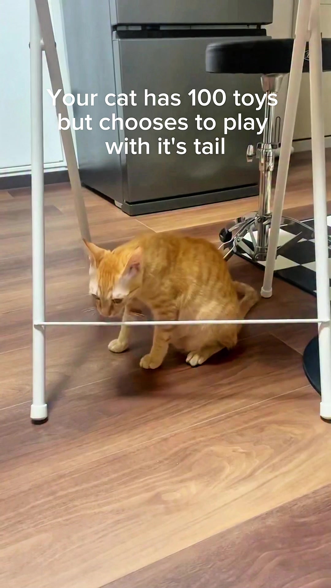 @Mitay_cat