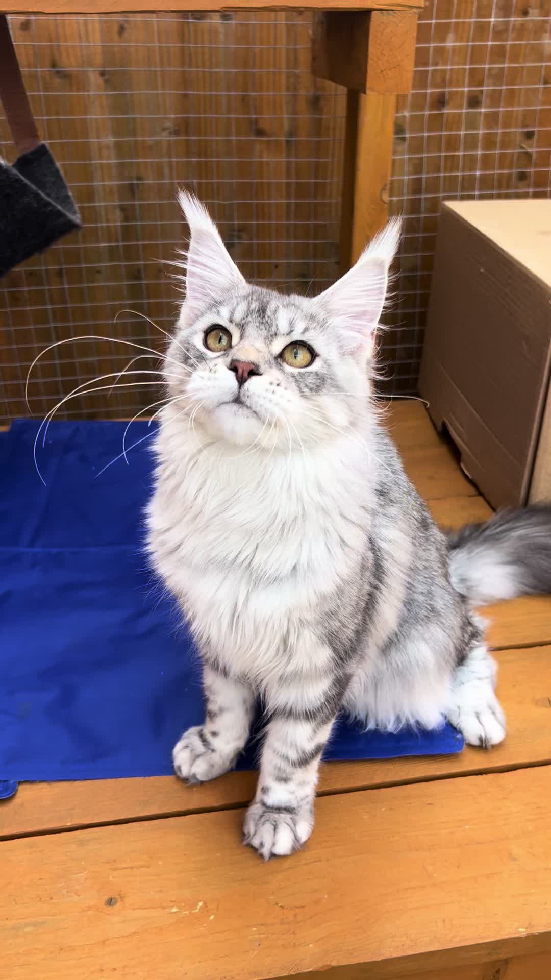 @Meercats MaineCoon