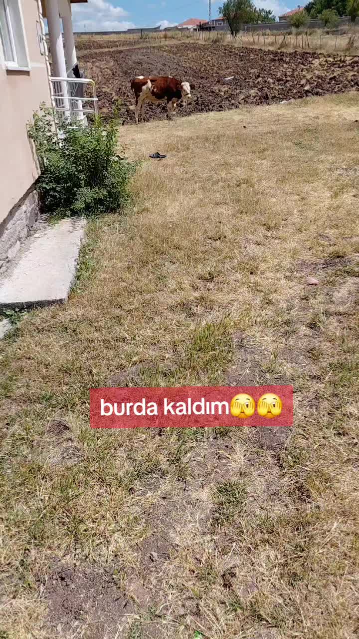 @0660575445773344234