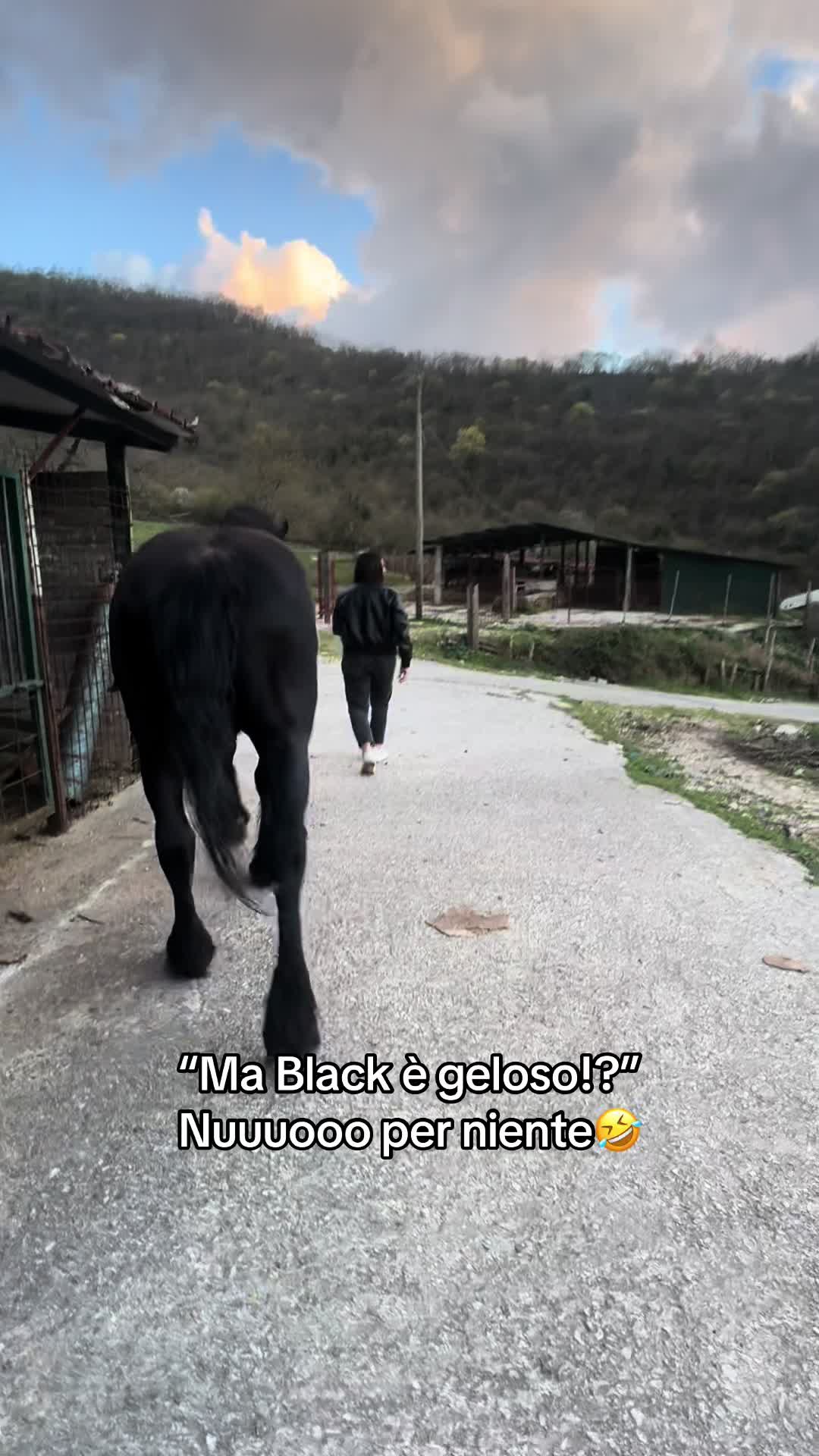 @black_the_friesian