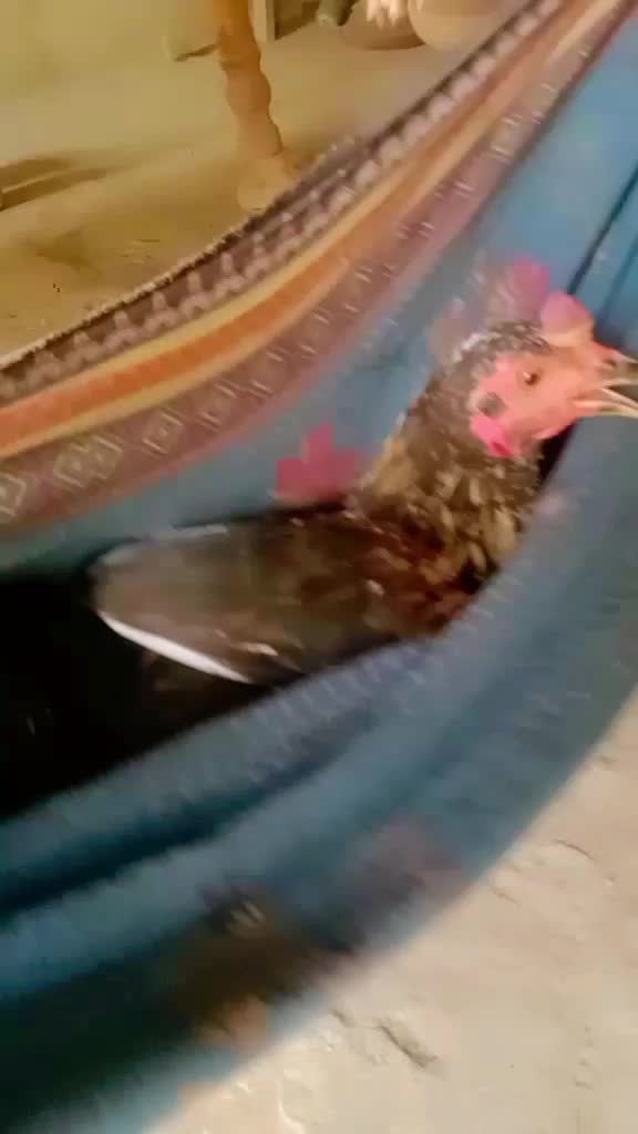 @Ayam 2