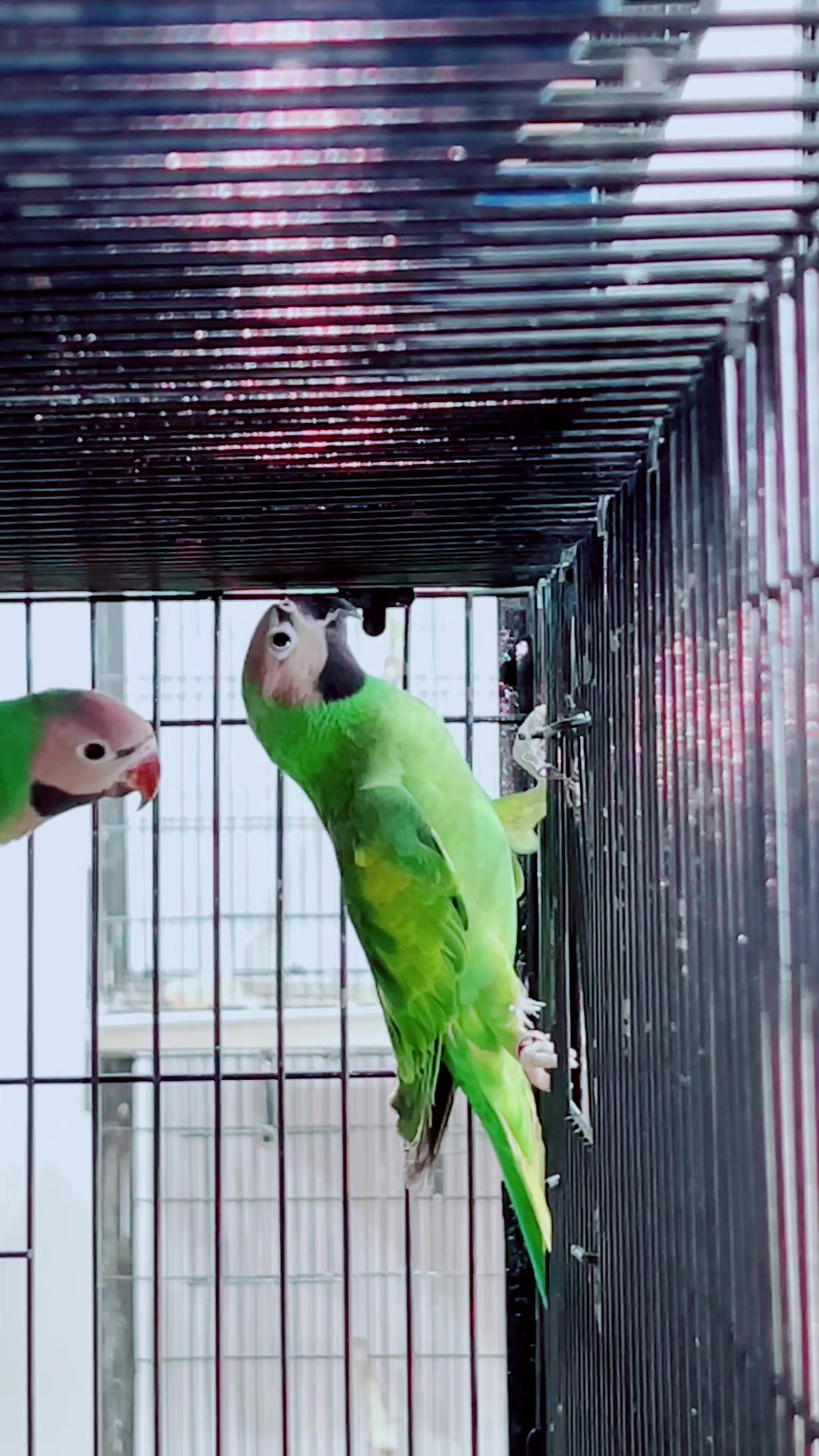 @Zozi Aviary
