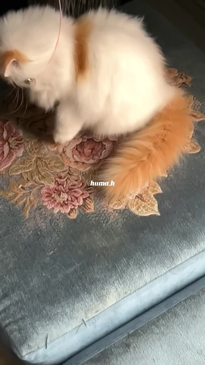 @_Humah_