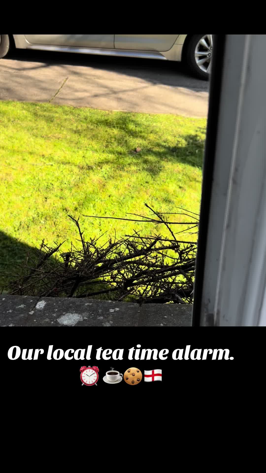 @Lauren-May the kitchen witch
