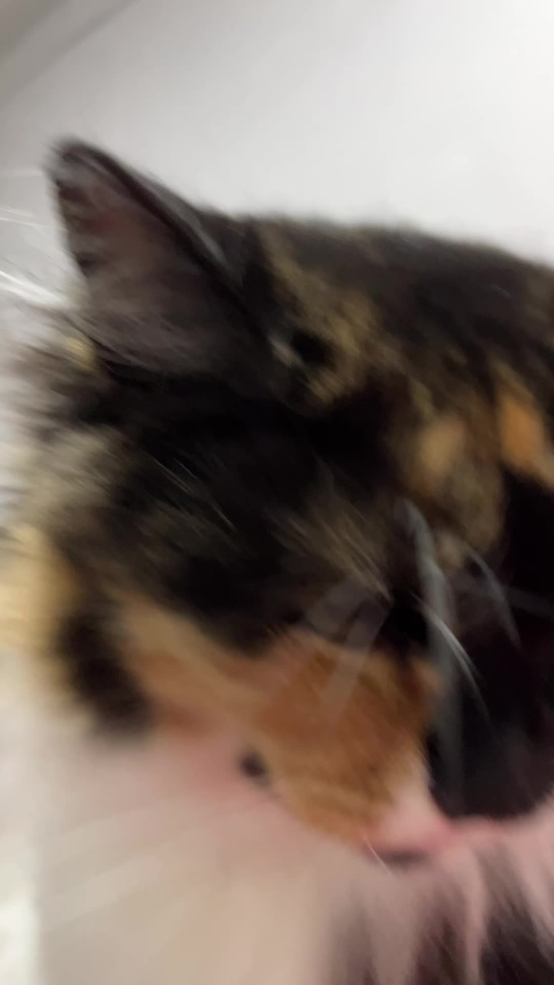 @𝑴𝒐𝒏𝒊𝒄𝒂