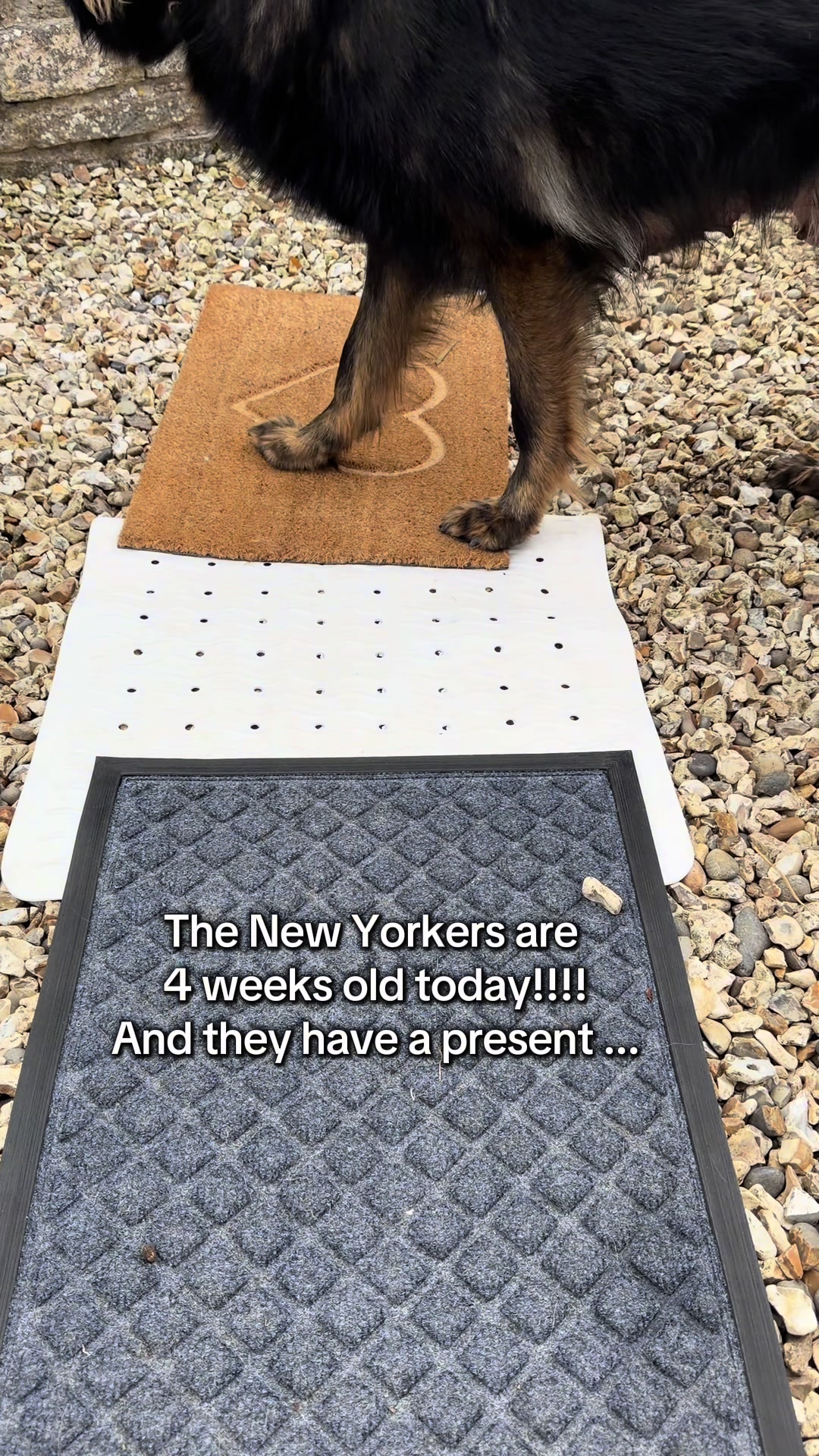 @TheGSDhubwithjennygould