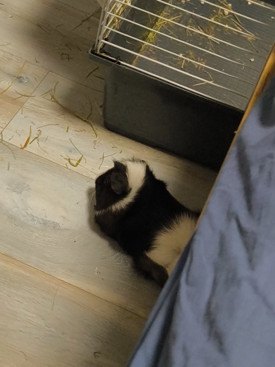 @(^^)