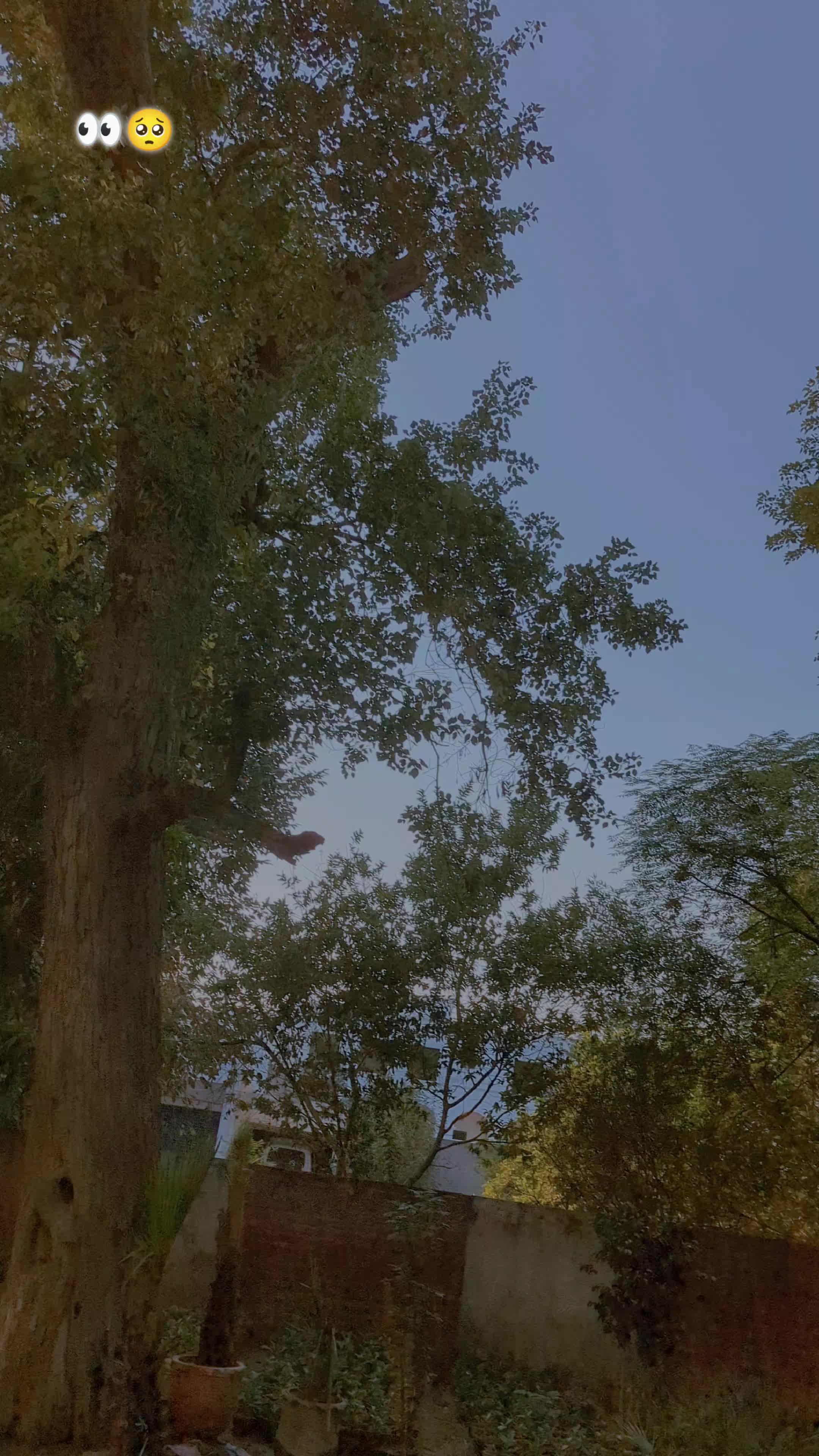 @⚡اویس بادشاہ 👑