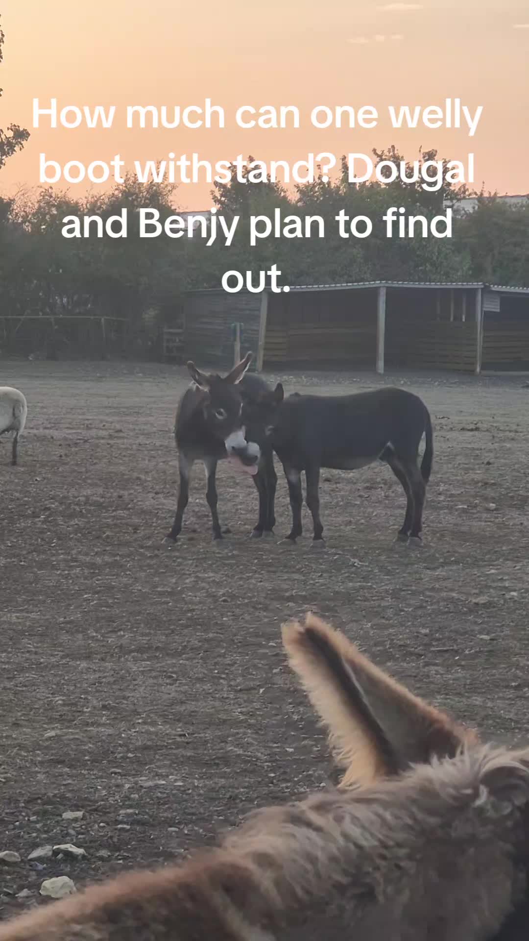 @Kellys Donkeys & 2nd Chance F