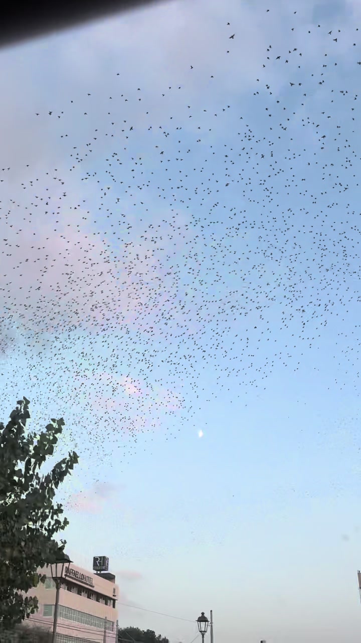 @𝓔𝓵𝓿𝓲𝓻𝓪