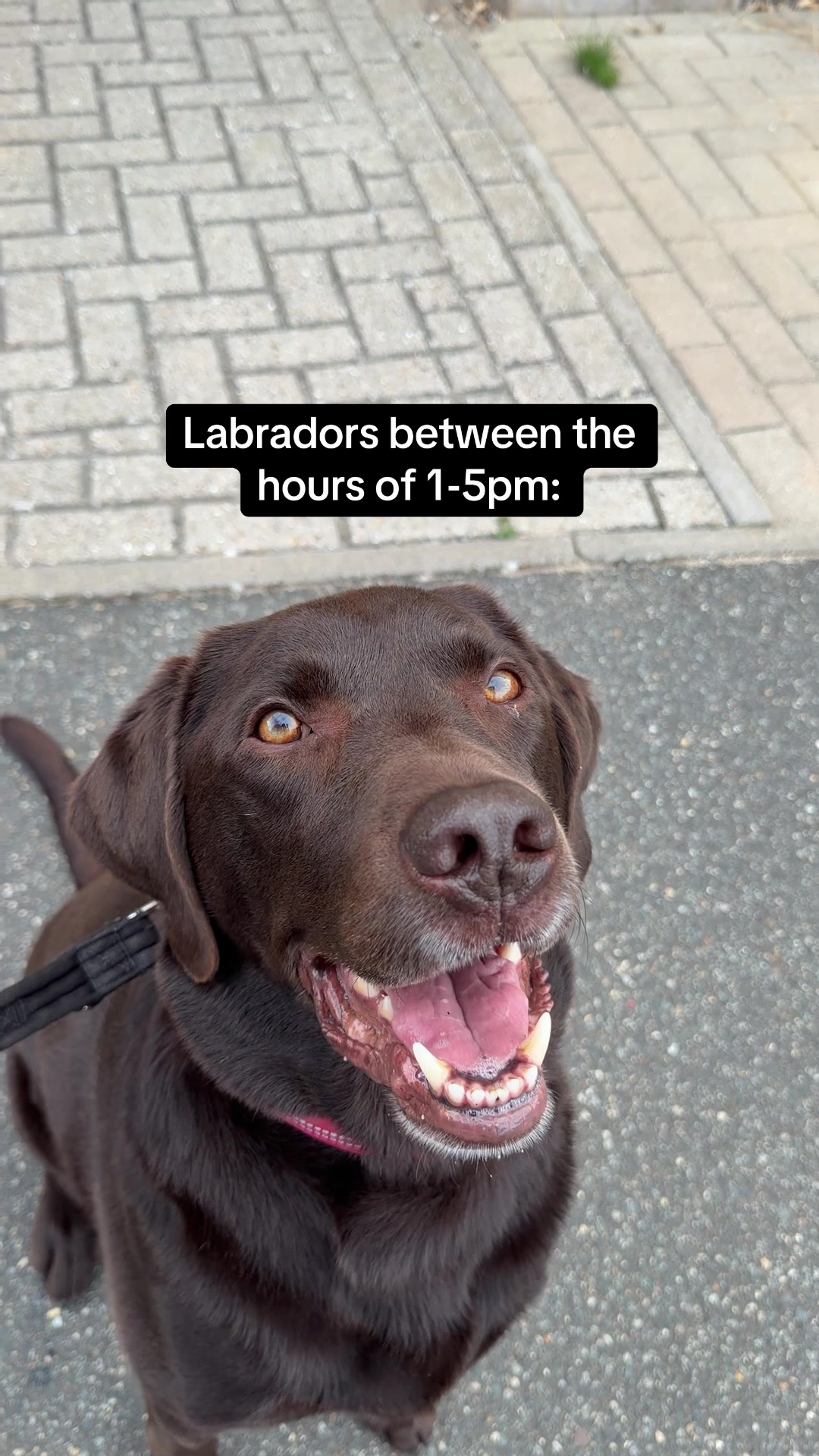 @The Labrador Buddy