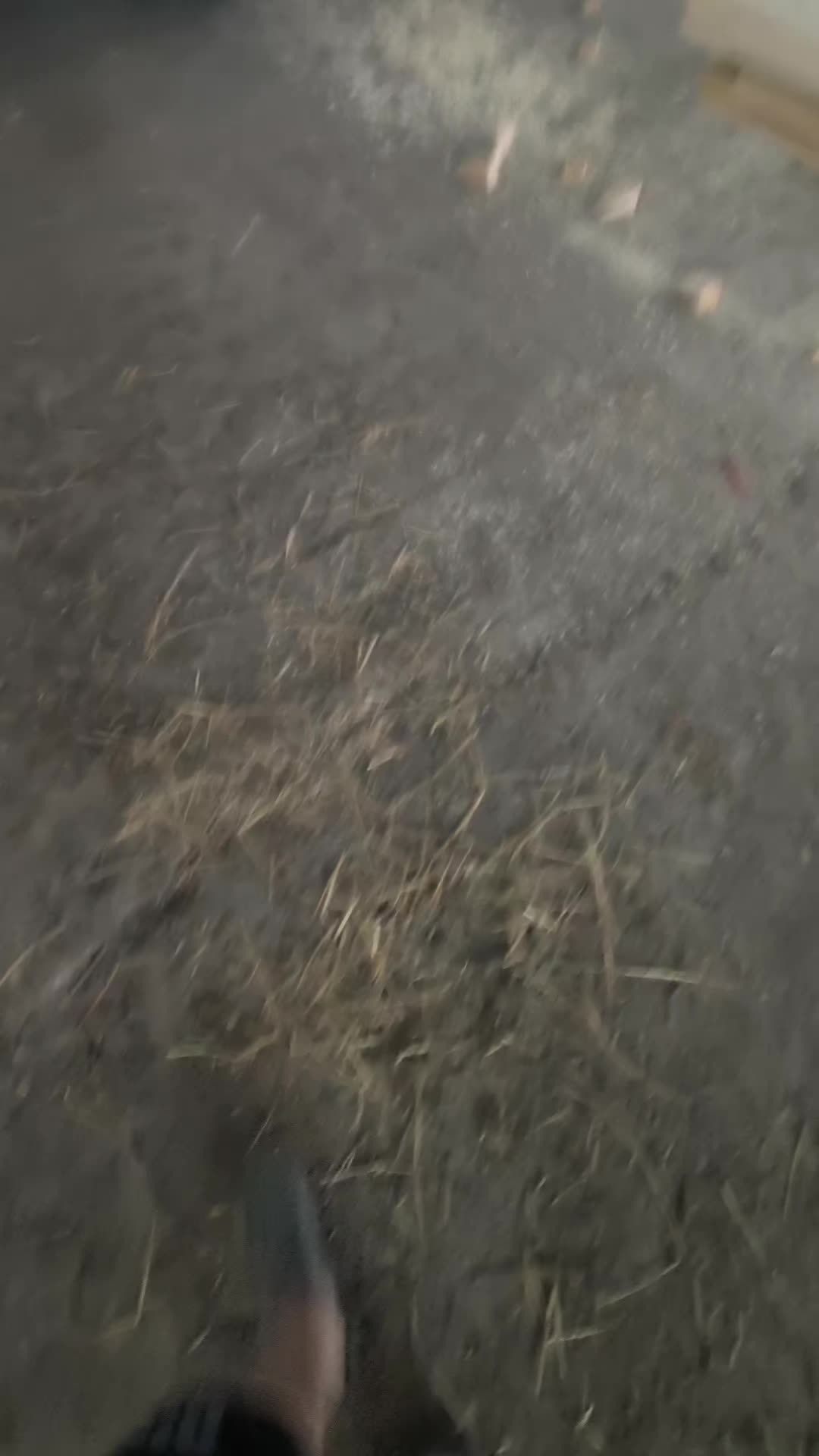 @👻🦊 Lapino &Scaron;mėkla 🦊👻