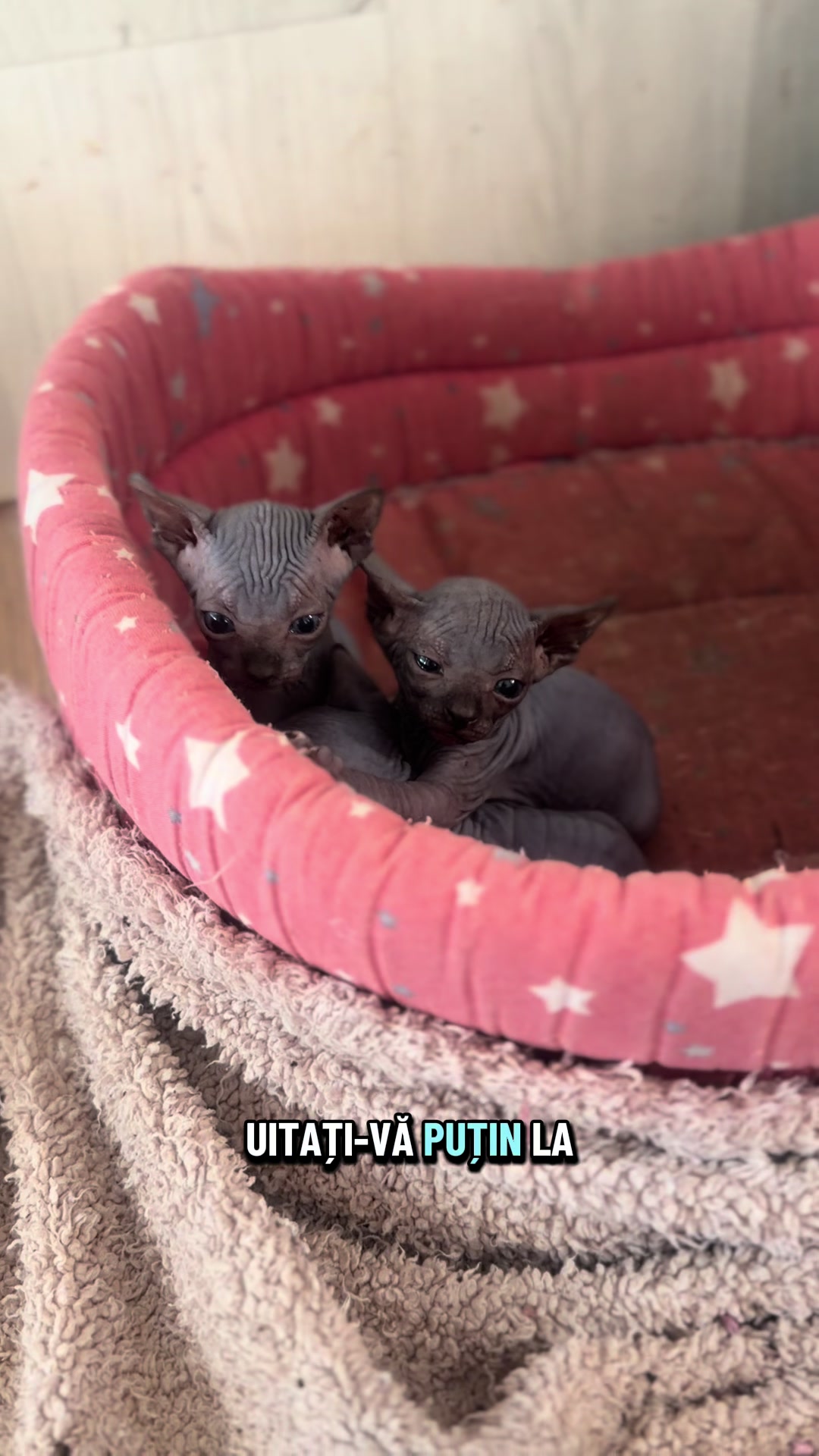 @Diana Ciortan Sphynx Romania