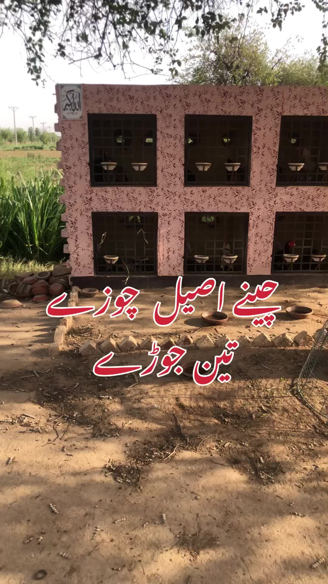 @Poultry Markaz
