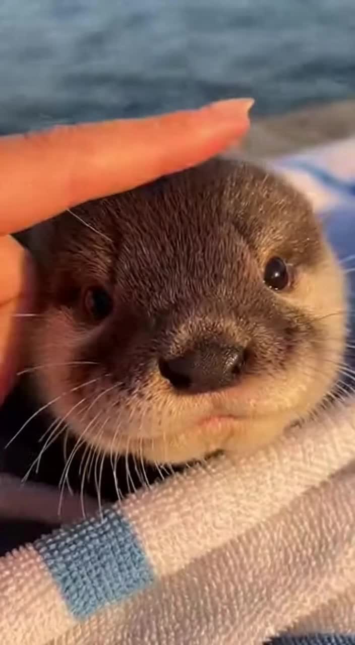 @baby_otters0