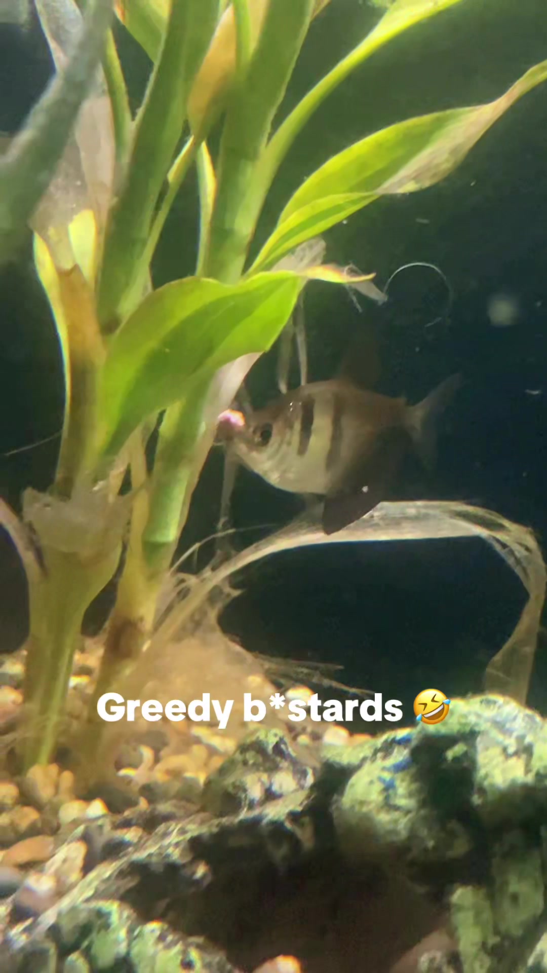 @CRBaquatics