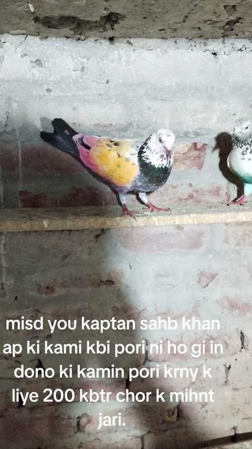 @Asjad
