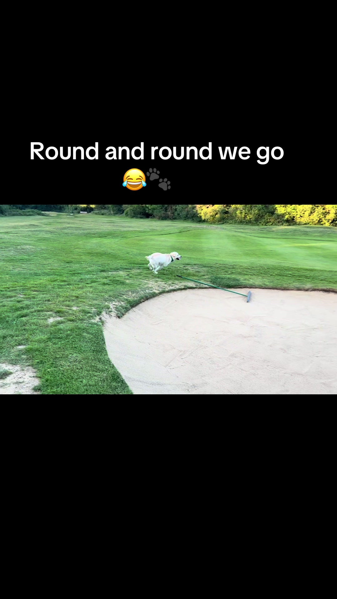 @Teddy 💕Charlie🐾💙