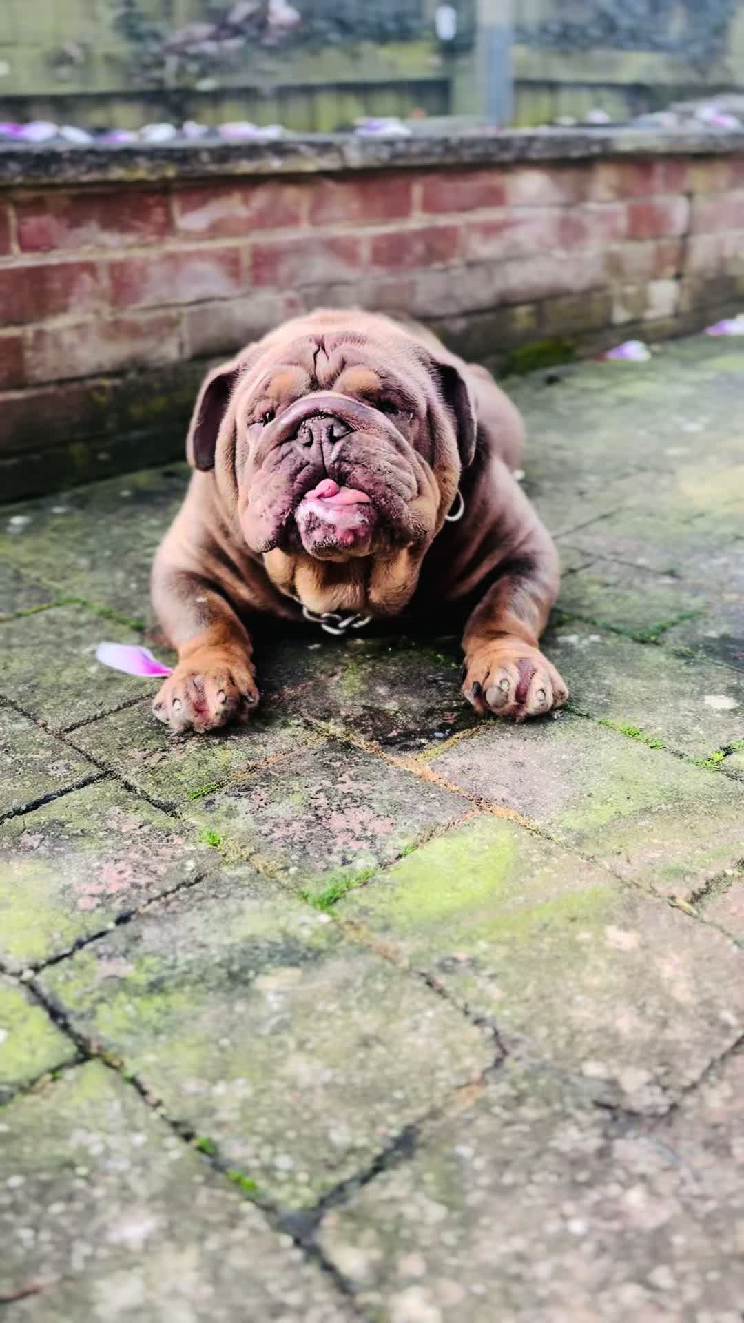 @Tribe Bully Kennels