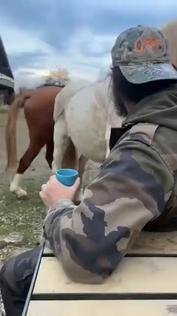 @le norvégien aigris